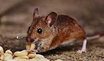 24 Hour & Emergency Exterminators in Taos Pueblo, NM